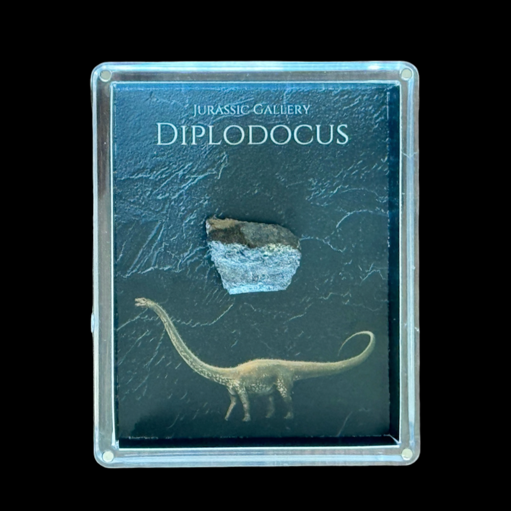 Diplodocus Gift Box