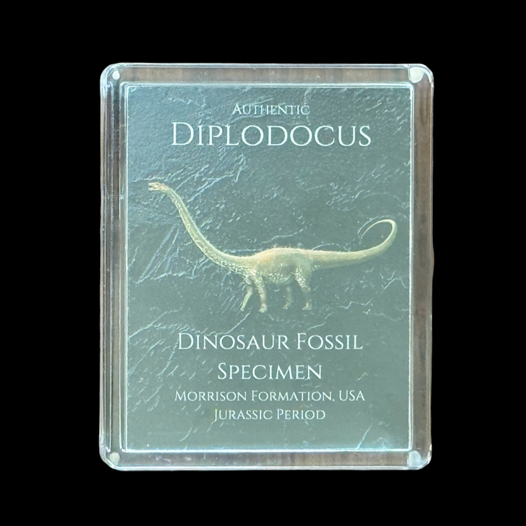 Diplodocus Gift Box