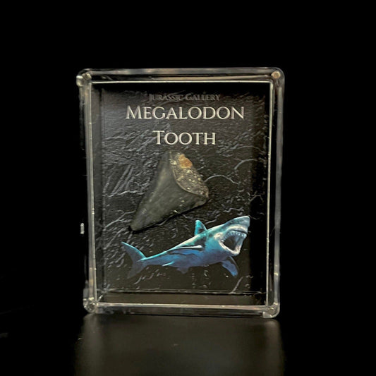 A real Megalodon tooth fossil displayed in a clear Lucite case with a black background, labelled with the name 'Megalodon Tooth' and an image of a shark.