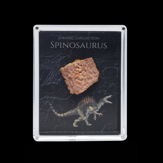 Spinosaurus Fossil Gift Box