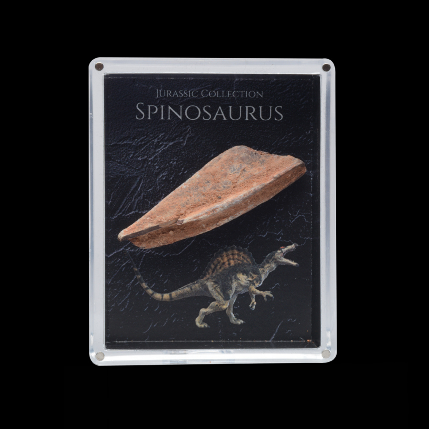 Spinosaurus Fossil Gift Box