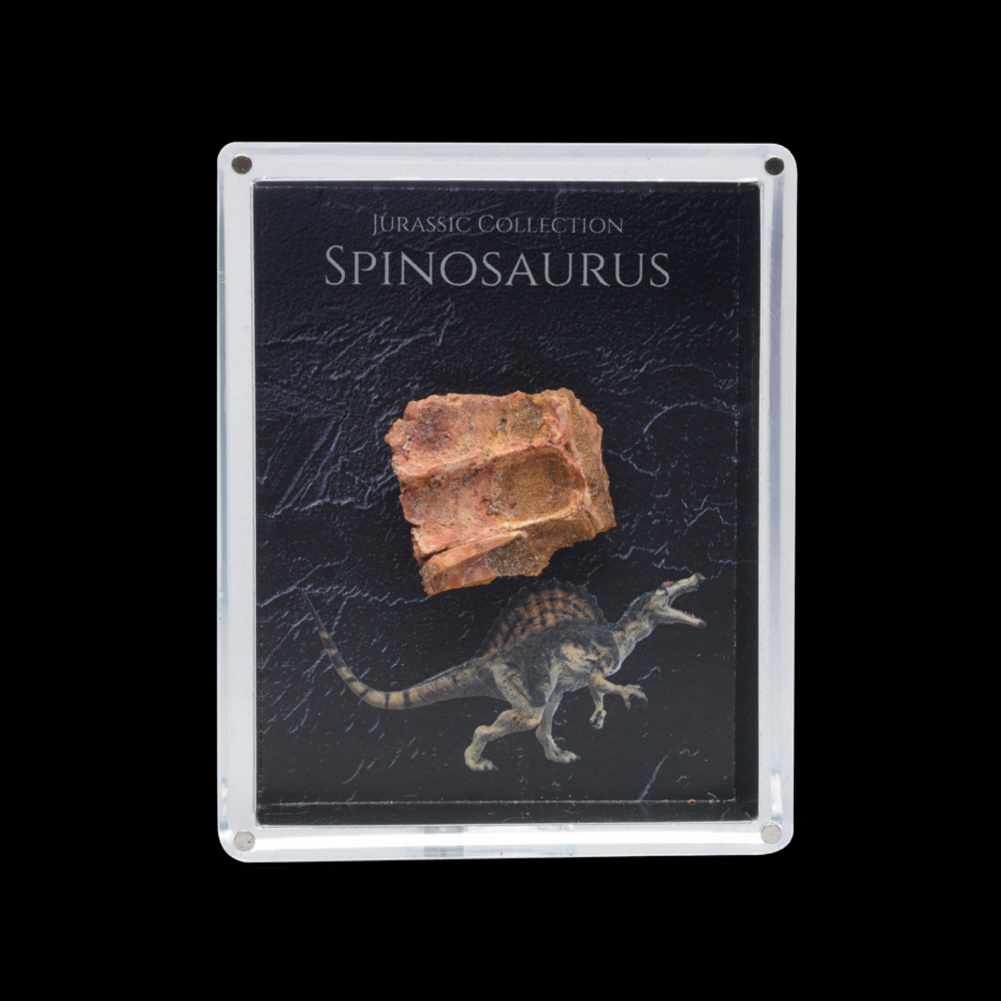 Spinosaurus Fossil Gift Box