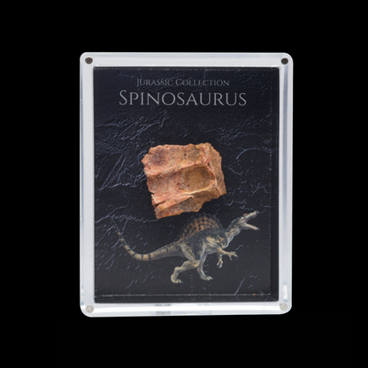 Spinosaurus Fossil Gift Box